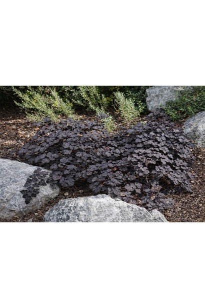 Astilbe chinensis Dark Side of the Moon опис